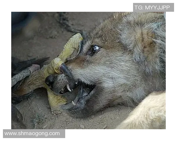 米美洲与桑托斯的激烈对决展现足球魅力与团队精神的巅峰对抗