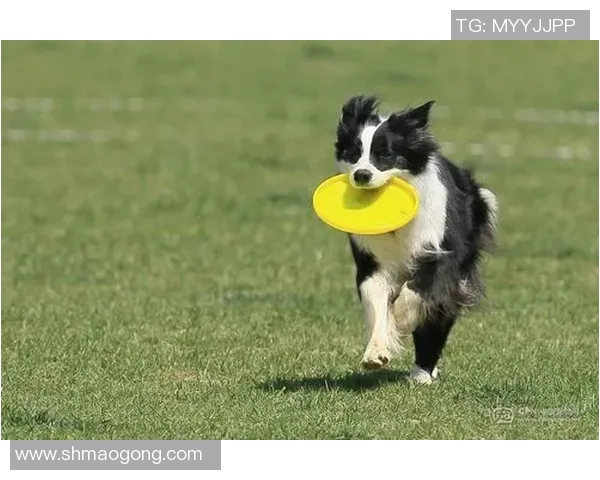 重庆飞盘队在极限运动世界杯中的技术表现分析与点评